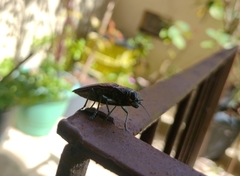 Lampetis roseocarinata