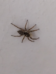 Menemerus semilimbatus