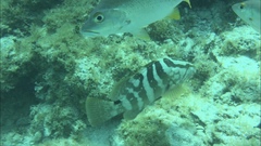 Epinephelus striatus
