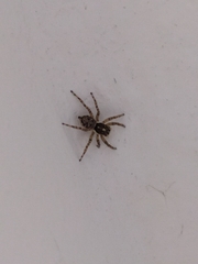 Menemerus semilimbatus