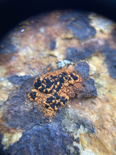 Lecidea silacea, 2022-07-17