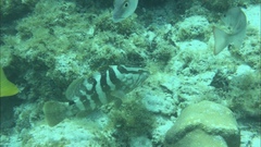 Epinephelus striatus