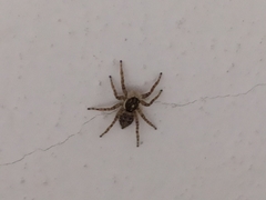 Menemerus semilimbatus