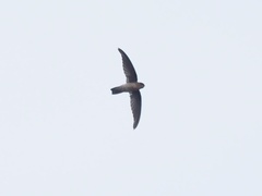 Aerodramus germani