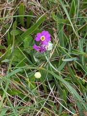 Primula scotica