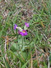 Primula scotica