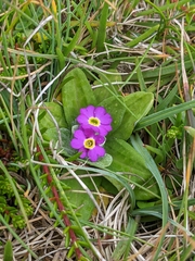 Primula scotica