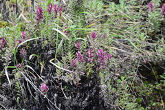 Neobartsia ramosa