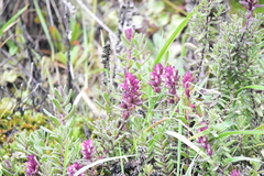 Neobartsia ramosa