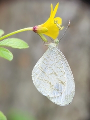 Leptosia nina