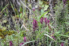 Neobartsia ramosa