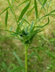 Euthamia graminifolia nuttallii
