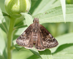 Erynnis baptisiae