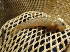 Padogobius bonelli
