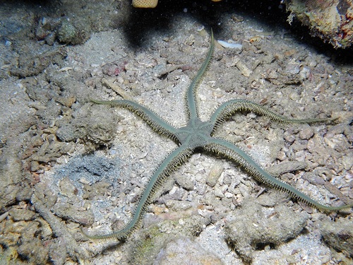 Green Brittle Star