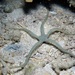 Large Brittle Star - Photo (c) Blogie Robillo, some rights reserved (CC BY-NC-ND), uploaded by Blogie Robillo