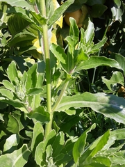 Osteospermum monstrosum