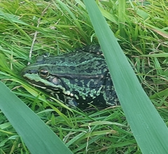 Pelophylax
