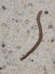 Glyphiulus granulatus