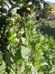 Osteospermum monstrosum