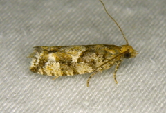 Zeiraphera canadensis