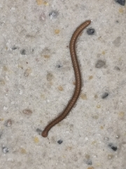 Glyphiulus granulatus