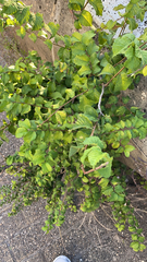 Ulmus minor
