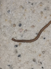 Glyphiulus granulatus