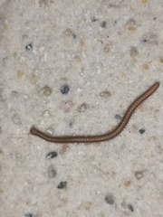 Glyphiulus granulatus