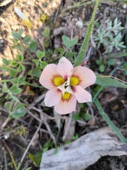 Moraea tricolor