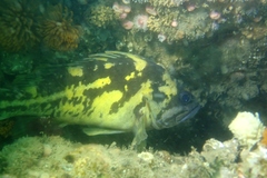 Sebastes chrysomelas