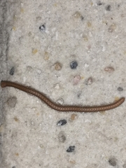 Glyphiulus granulatus