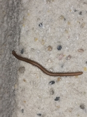 Glyphiulus granulatus