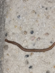 Glyphiulus granulatus