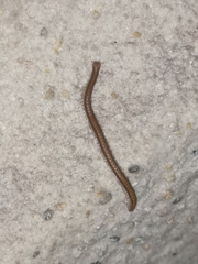 Glyphiulus granulatus