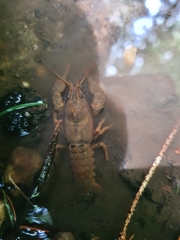 Austropotamobius torrentium