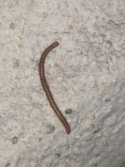 Glyphiulus granulatus