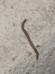 Glyphiulus granulatus