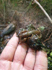 Austropotamobius torrentium