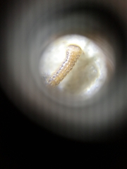 Glyphiulus granulatus