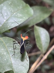 Sundarus