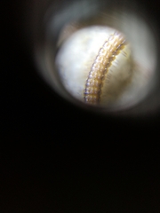 Glyphiulus granulatus