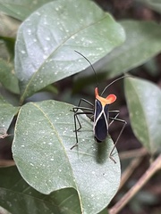 Sundarus
