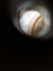 Glyphiulus granulatus