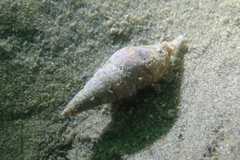 Ophiodermella inermis