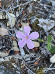 Phlox adsurgens