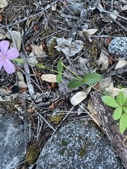 Phlox adsurgens