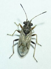 Nysius ericae