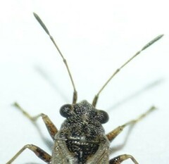 Nysius ericae