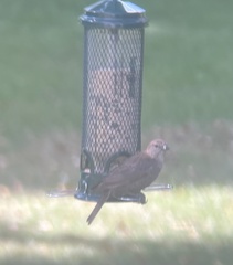 Molothrus ater